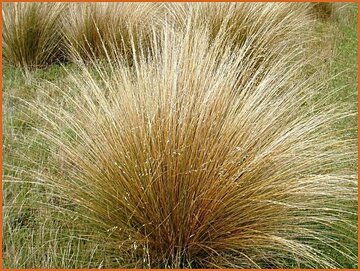 Tussock Grass