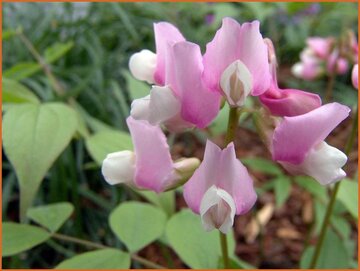 Vetchling