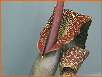Voodoo Lily