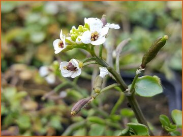 Watercress