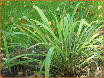 Waterfall Millet