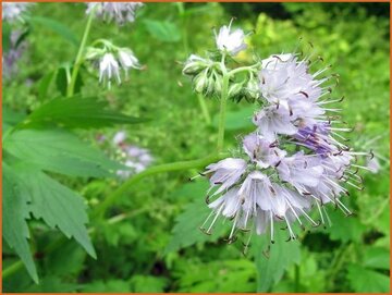 Waterleaf