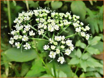 Wild Celery