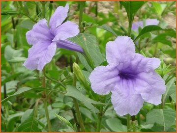 Wild Petunia