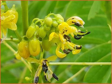 Wild Senna