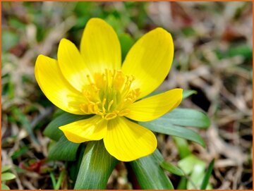 Winter Aconite