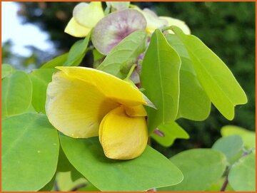 Yoke-leaved Amicia