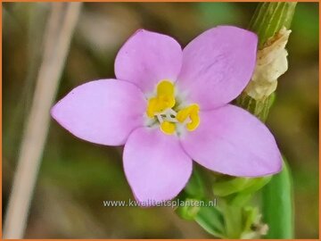 Centaury