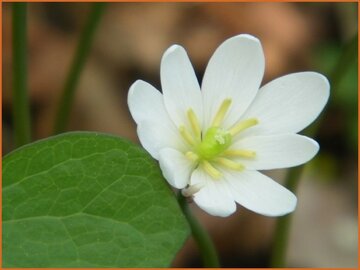 Jeffersonia