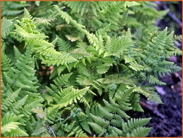 Eichenfarn (Currania)