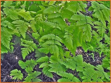 Eichenfarn (Gymnocarpium)