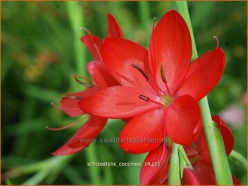 Sumpfgladiole
