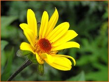 False Sunflower