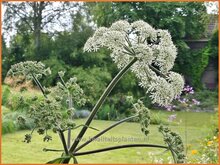 Bärenklau (Heracleum)