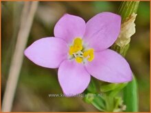 Centaury