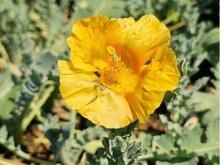 Glaucium