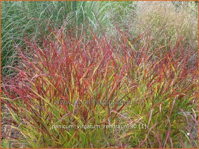 Rutenhirse Panicum virgatum Rehbraun Zierhirse kaufen