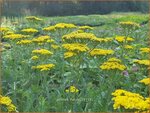 Achillea 'Helios' | Duizendblad | Garbe