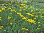 Achillea 'Helios' | Duizendblad | Garbe