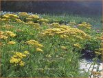 Achillea 'Hannelore Pahl' | Duizendblad | Garbe