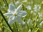Anthericum liliago | Berglelie, Graslelie | Astlose Graslilie