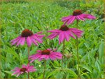 Echinacea purpurea 'Purple Emperor' | Zonnehoed | Roter Sonnenhut