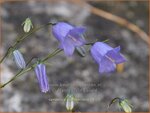 Campanula cochleariifolia | Zodeklokje, Klokjesbloem | Zwerg-Glockenblume