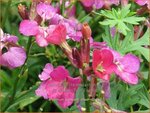 Erysimum 'Constant Cheer' | Vaste muurbloem, Steenraket, Muurbloem | Sch&ouml;terich