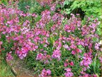 Erysimum 'Constant Cheer' | Vaste muurbloem, Steenraket, Muurbloem | Sch&ouml;terich