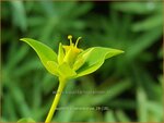 Euphorbia ceratocarpa | Wolfsmelk | Hornfrüchtige Wolfsmilch