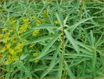 Euphorbia ceratocarpa | Wolfsmelk | Hornfrüchtige Wolfsmilch