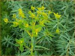 Euphorbia ceratocarpa | Wolfsmelk | Hornfrüchtige Wolfsmilch