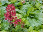 Heuchera 'Tokyo' | Purperklokje | Purpurgl&ouml;ckchen