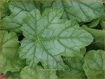 Heuchera 'Tokyo' | Purperklokje | Purpurgl&ouml;ckchen