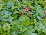Heuchera 'Tokyo' | Purperklokje | Purpurgl&ouml;ckchen