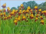 Iris germanica 'Howard Weed' | Baardiris, Iris, Lis | Hohe Bart-Schwertlilie