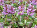 Lamium maculatum 'Roseum' | Gevlekte dovenetel, Dovenetel | Gefleckte Taubnessel