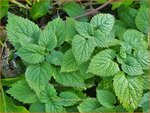 Lamium orvala 'Silva' | Grootbloemige dovenetel, Dovenetel | Gro&szlig;bl&uuml;tige Taubnessel