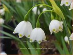 Leucojum aestivum 'Gravetye Giant' | Zomerklokje, Narcisklokje | Sommer-Knotenblume | Snowbell