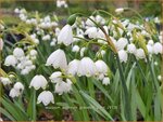 Leucojum aestivum 'Gravetye Giant' | Zomerklokje, Narcisklokje | Sommer-Knotenblume | Snowbell
