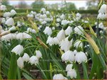 Leucojum aestivum 'Gravetye Giant' | Zomerklokje, Narcisklokje | Sommer-Knotenblume | Snowbell