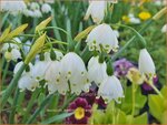 Leucojum aestivum 'Gravetye Giant' | Zomerklokje, Narcisklokje | Sommer-Knotenblume | Snowbell