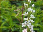 Lysimachia barystachys | Wederik | Nickende Felberich