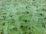 Mentha longifolia 'Silver Form' | Hertsmunt, Bosmunt, Munt | Ro&szlig;-Minze