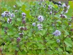 Mentha piperita 'Eau de Cologne' | Pepermunt, Munt | Pfefferminze