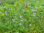 Mentha piperita 'Eau de Cologne' | Pepermunt, Munt | Pfefferminze