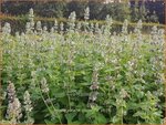 Nepeta cataria citriodora | Kattenkruid | Zitronen-Katzenminze