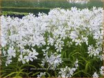Phlox divaricata 'White Perfume' | Voorjaarsvlambloem, Vlambloem, Flox, Floks | Wald-Flammenblume