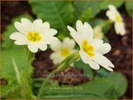 Primula vulgaris | Stengelloze sleutelbloem, Sleutelbloem | St&auml;ngellose Garten-Schl&uuml;sselblume