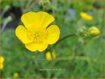 Ranunculus acris | Scherpe boterbloem, Boterbloem | Scharfer Hahnenfu&szlig;